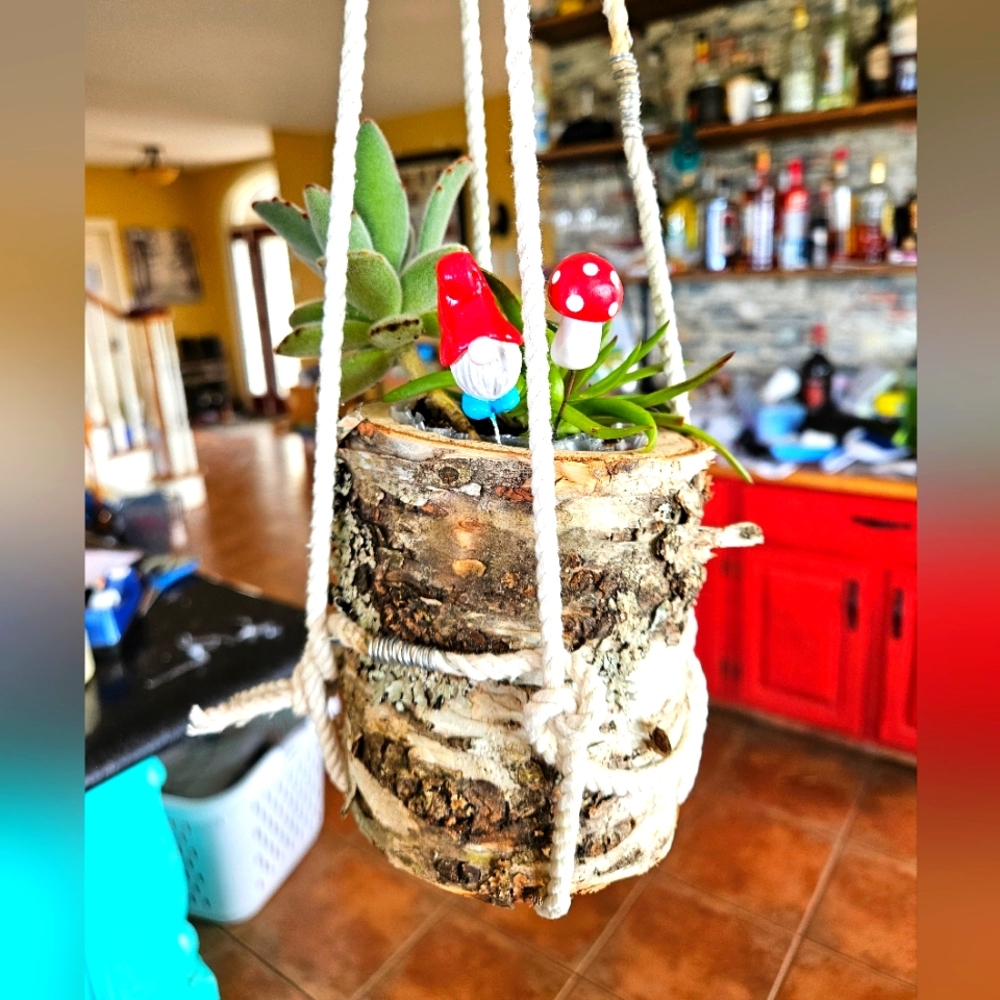 Planter, Succulents in birchwood